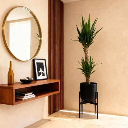 Kamerplant - Yucca elephantipes - Yucca - Weinig onderhoud - Groen - 1 - Pot 19cm - Hoogte 95cm