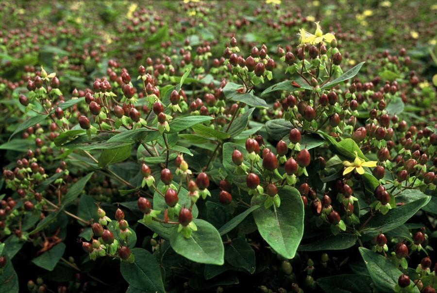 60x Hypericum inodorum 'Rheingold' - ↕10-25cm - Ø9cm