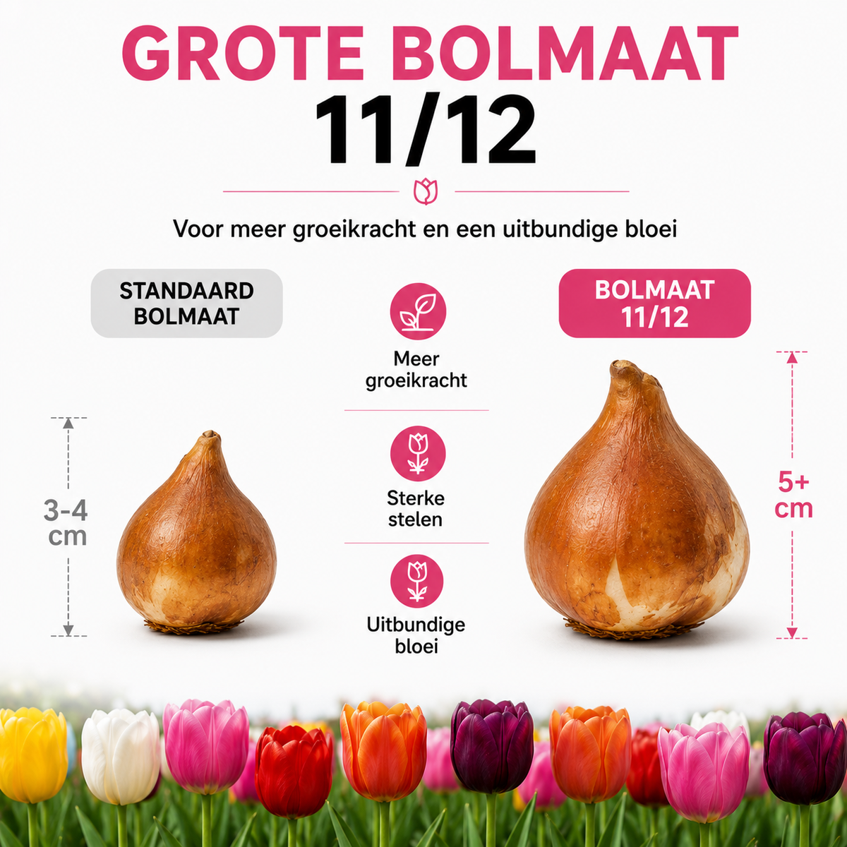 10 zakjes tulpenbollen Mix - 20 Stuks - Winterhard - Maat 11/12