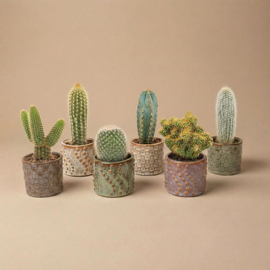 Cactus Set van 6 in Keramische Mini Potjes Madrid -  ↑ 8–12 cm