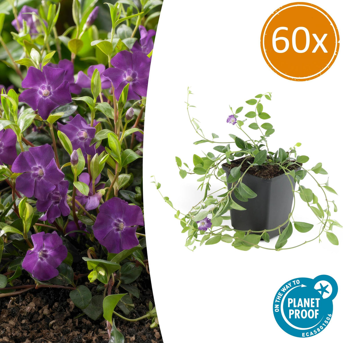 60x Vinca minor 'Atropurpurea', - ↕10-25cm - Ø9cm