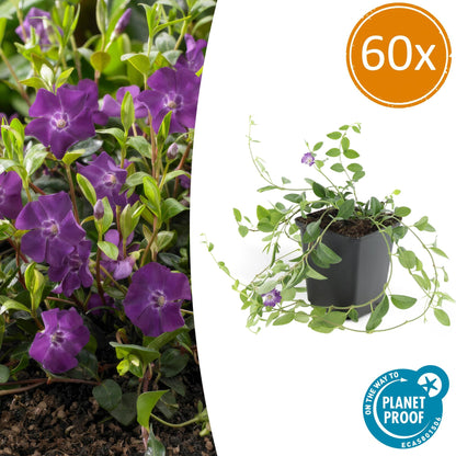 60x Vinca minor 'Atropurpurea', - ↕10-25cm - Ø9cm