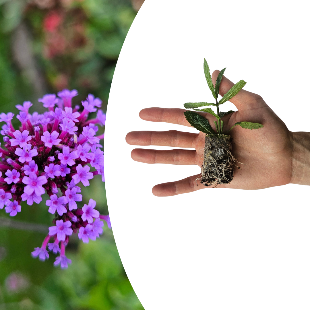Verbena – 6 Pluggen | Kweek & Geniet van Prachtige Verbena