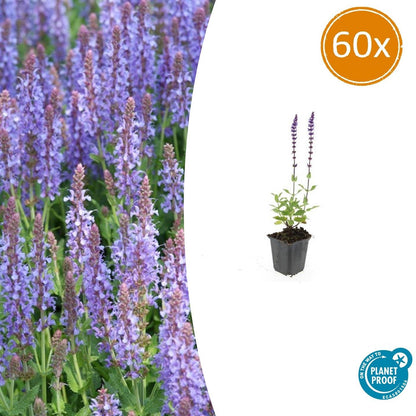 60x Salvia nem. 'Caradonna' - ↕10-25cm - Ø9cm