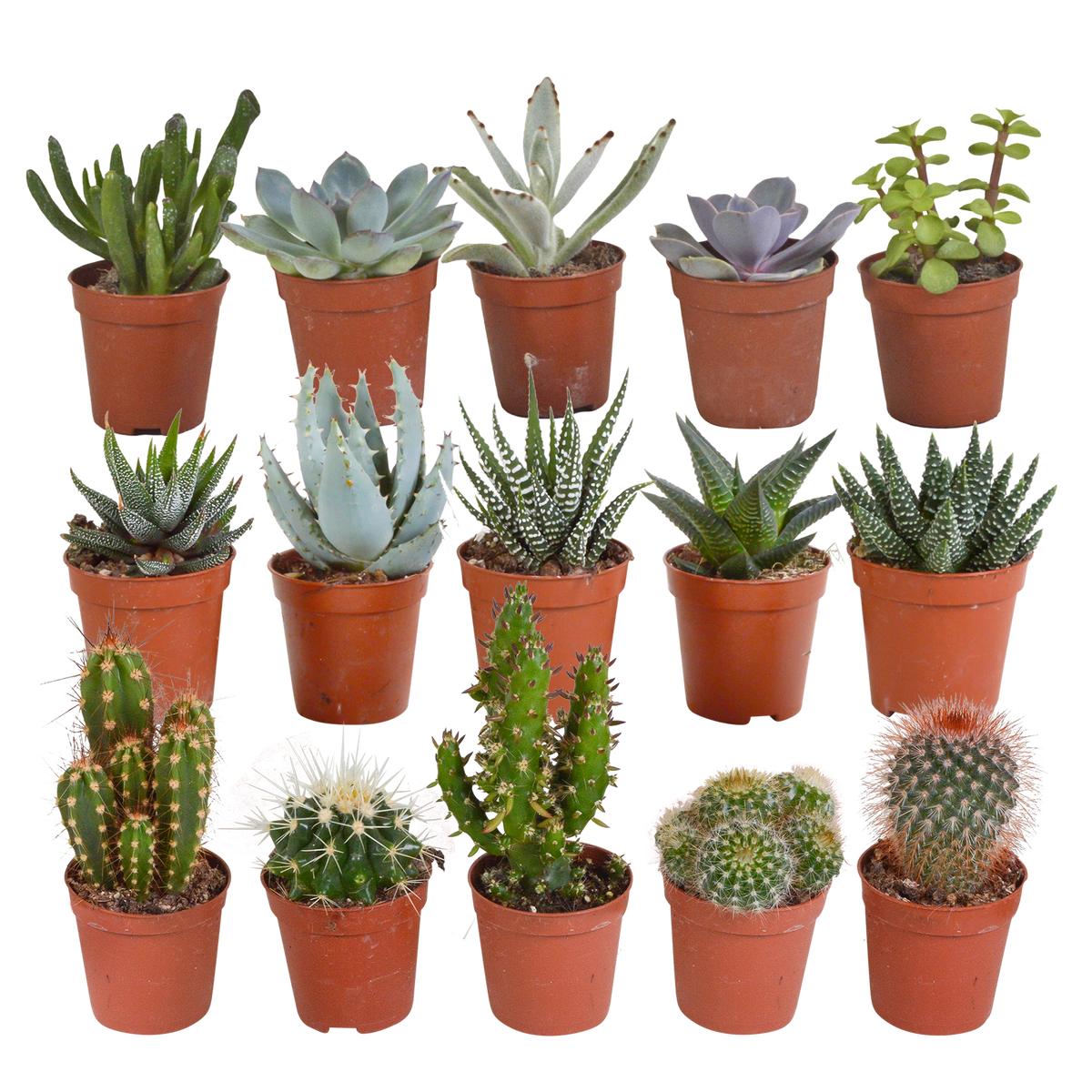 Cactus en vetplanten mix 5.5 cm | 15 stuks - zonder pot