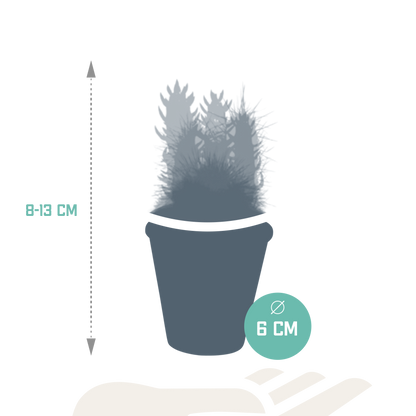 Cactus mix 5.5 cm - 5x - in terracotta pot