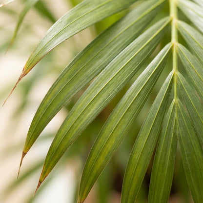 Kamerplant - Goudpalm - Dypsis Lutescens Areca - Groen - Weinig onderhoud - 1 Plant - Pot 21cm - Hoogte 90 - 100cm