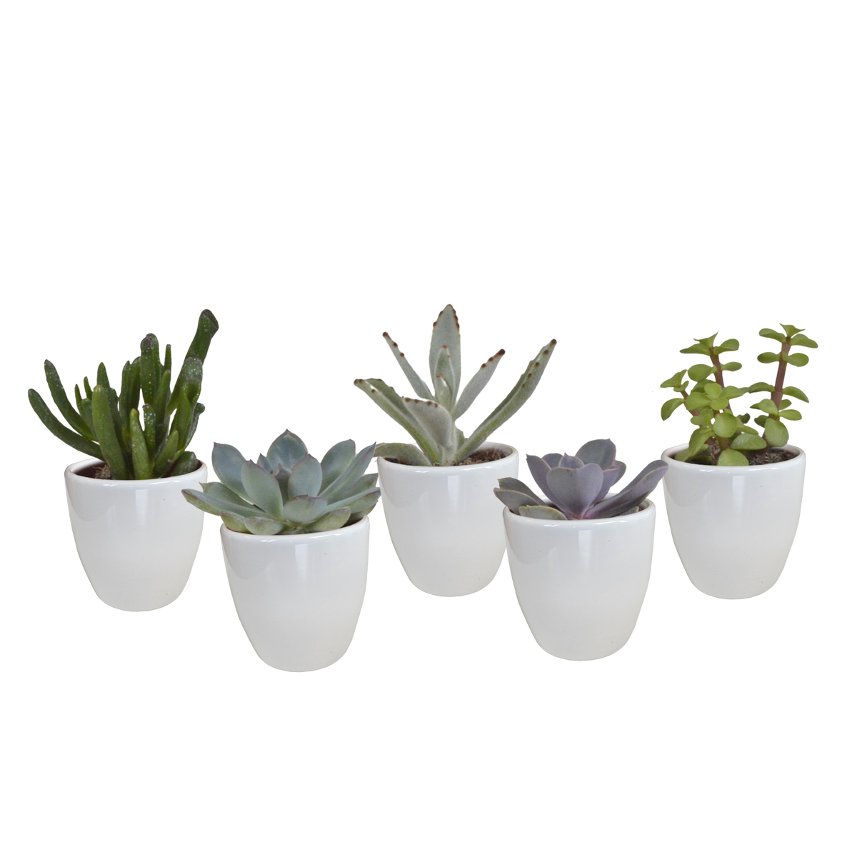 Vetplanten mix 5.5 cm - 5x - in witte pot