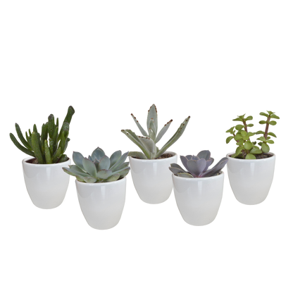 Vetplanten mix 5.5 cm - 5x - in witte pot