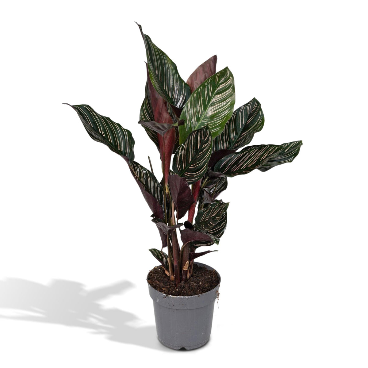 Calathea Ornata - Ø14cm - ↕50cm