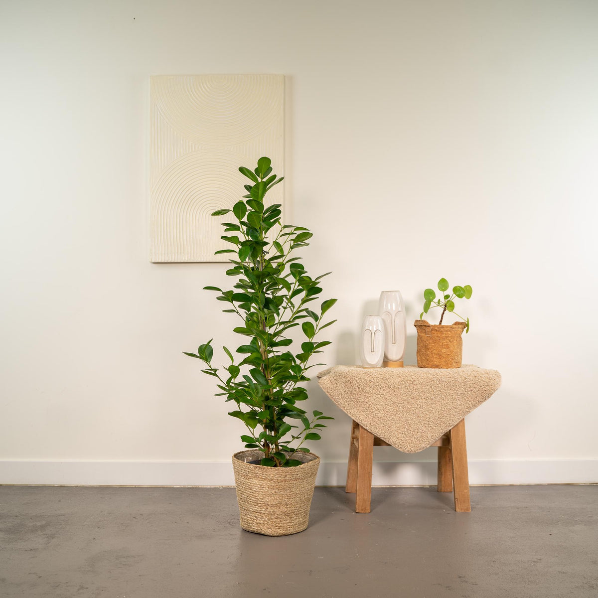Ficus microcarpa Moclame - Ø21cm - ↕95cm + Mand Selin