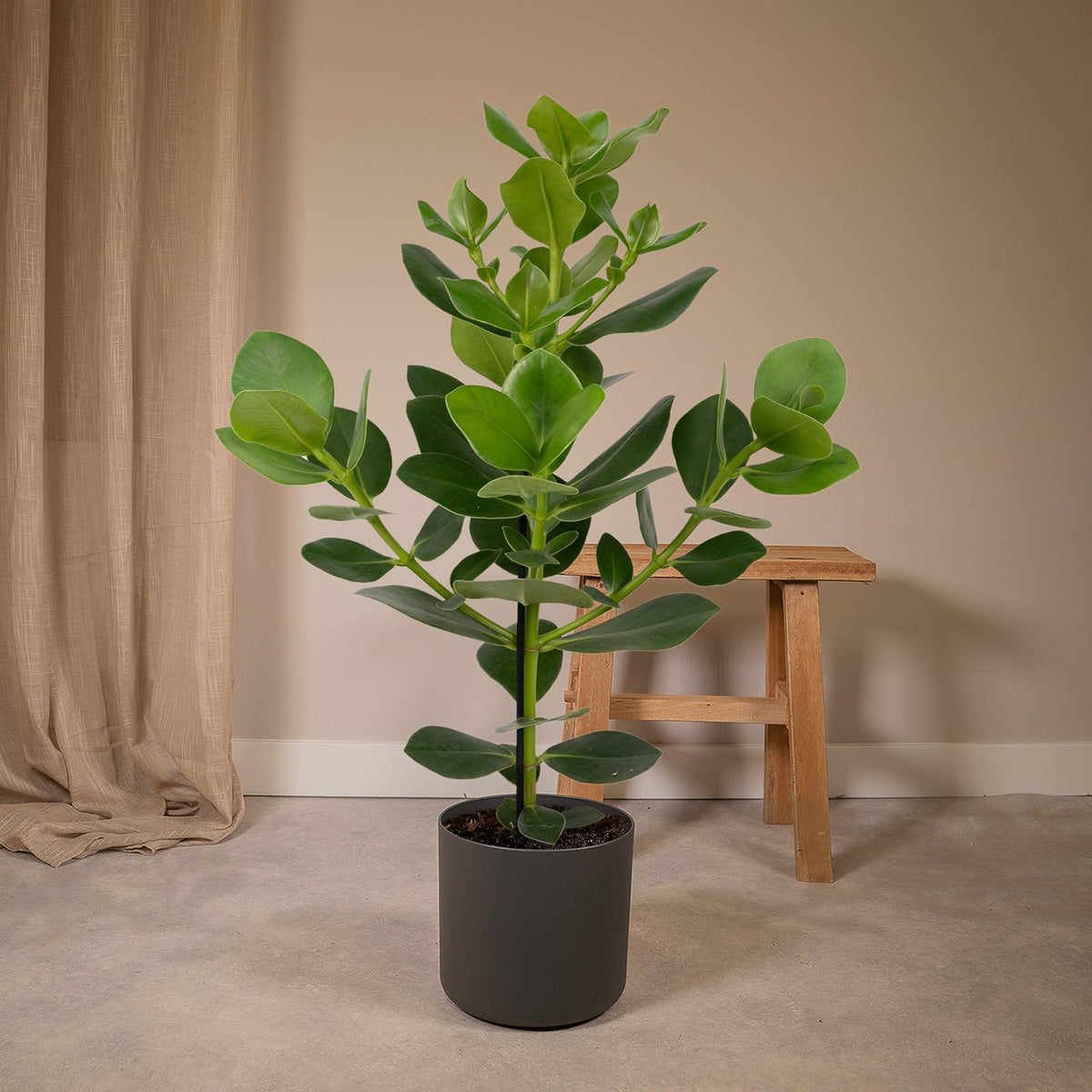 Clusia Rosea Princess - Ø17cm - ↕60cm
