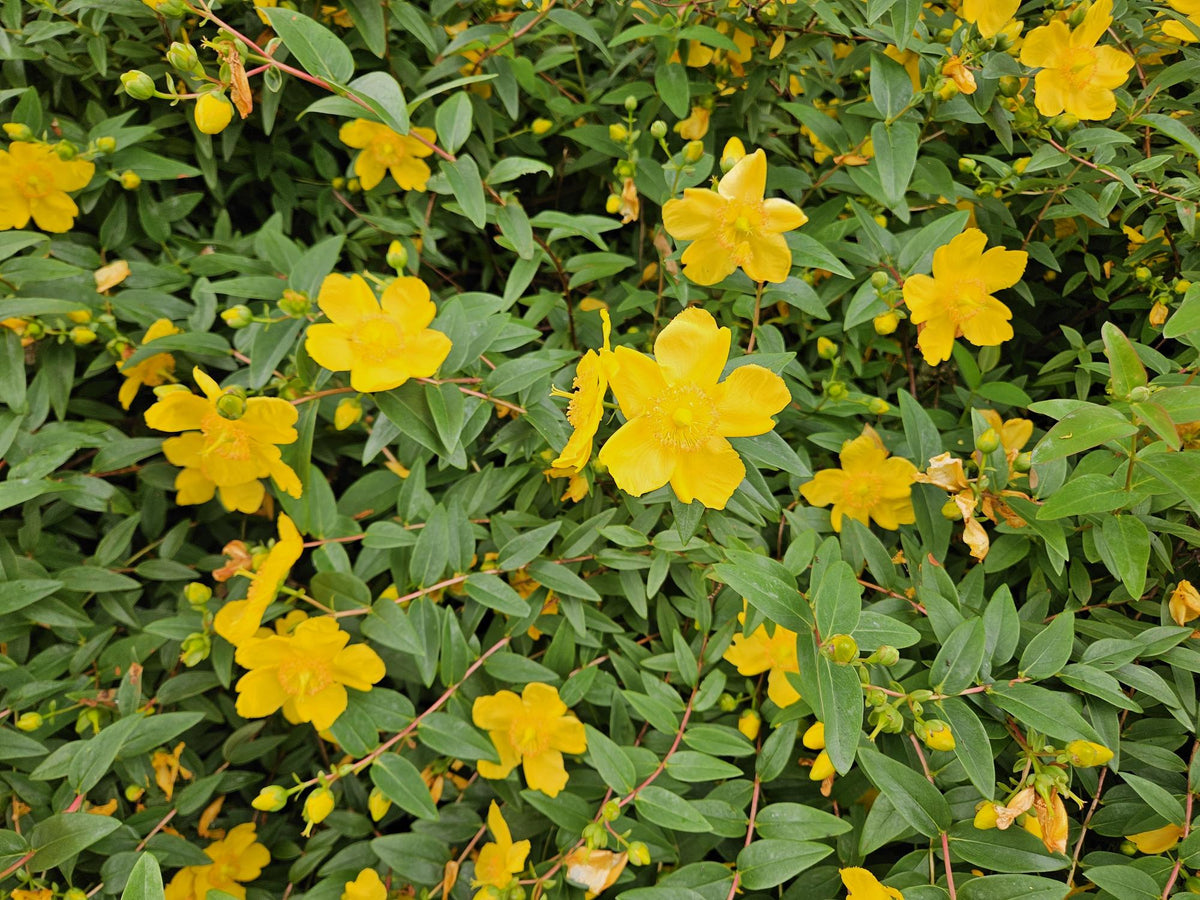 60x Hypericum dummeri 'Peter Dummer' - ↕10-25cm - Ø9cm