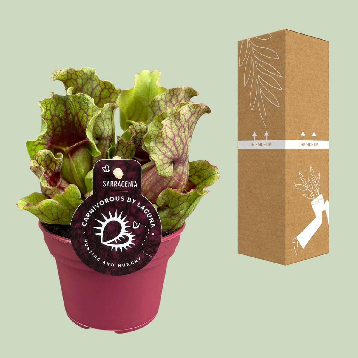 Sarracenia - Ø12 ↕20
