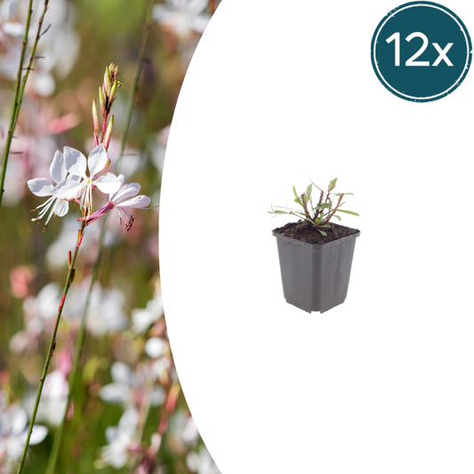 12x Gaura l. 'Whirling Butterflies' - ↕10-25cm - Ø9cm
