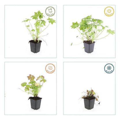 60x Geranium macrorrhizum - ↕10-25cm - Ø9cm