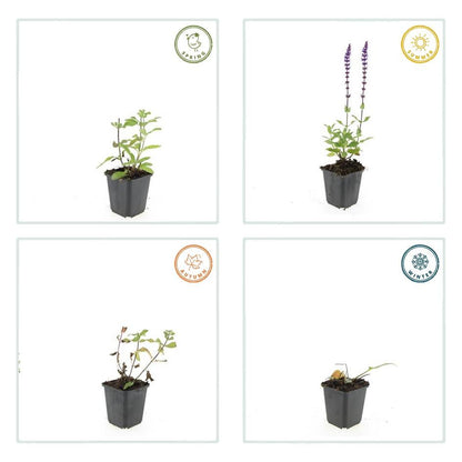 60x Salvia nem. 'Caradonna' - ↕10-25cm - Ø9cm