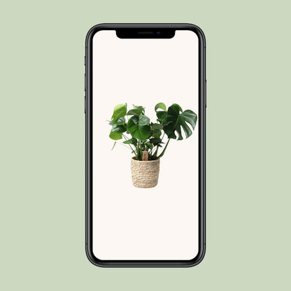 Monstera In Basket Palmleaf - Ø21cm - ↕60cm