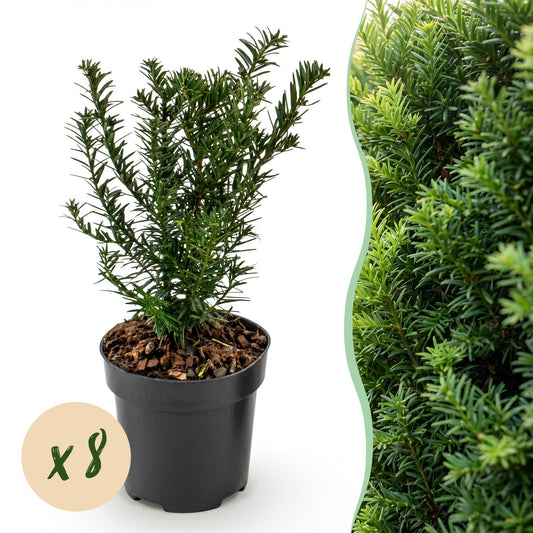 8x Taxus baccata - Venijnboom - Haagplanten - Groenblijvend - Groen - Pot 9cm - Hoogte 20-30cm