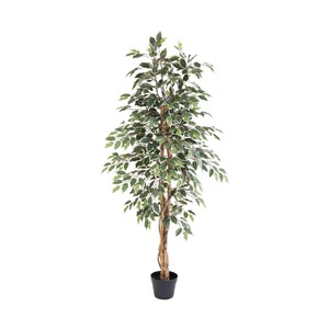 ARTIFICIAL Ficus benjamina variegata - 160cm