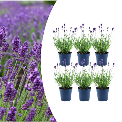 6x Lavandula angustifolia Felice® - 12 cm pot - Set van 6 Lavendel planten