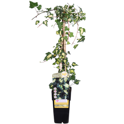 Hedera helix 'Goldheart' - Ø15cm - ↕65cm