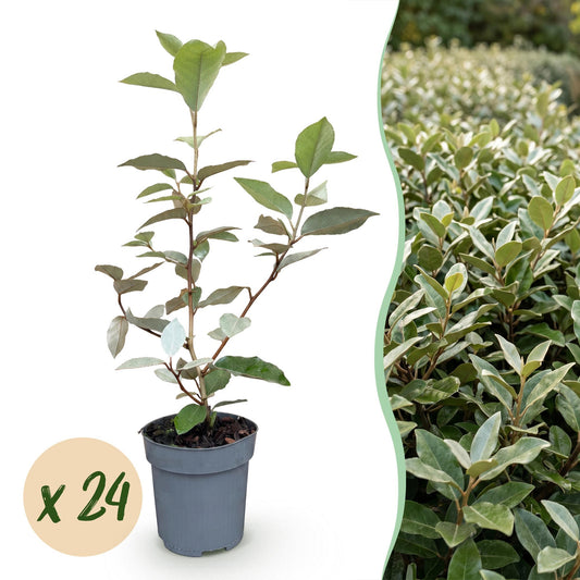 24x Eleagnus ebbingei Compacta - Olijfwilg - Haagplanten - Groenblijvend - Grijs - Pot 9cm - Hoogte 25-35cm