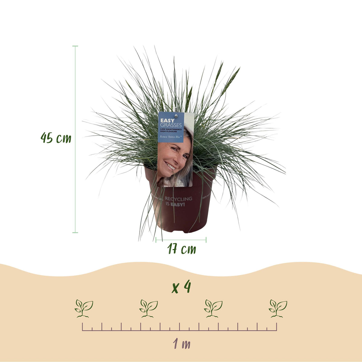 Siergrassen - Festuca glauca Intense Blue  - Blauw - 1 Plant - Groenblijvend - Winterhard - Pot 17cm Hoogte 50cm