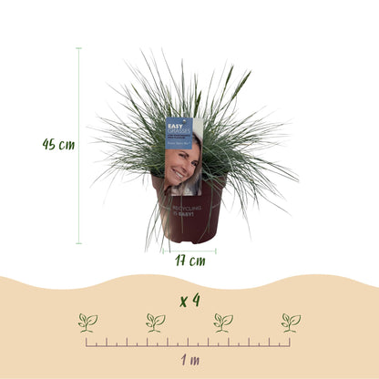 Siergrassen - Festuca glauca Intense Blue  - Blauw - 1 Plant - Groenblijvend - Winterhard - Pot 17cm Hoogte 50cm