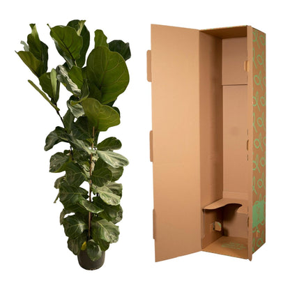 Ficus Lyrata struik - 180 cm - Ø27