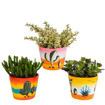 Crassula mix 10,5 cm - 3x - in Mexicaanse pot