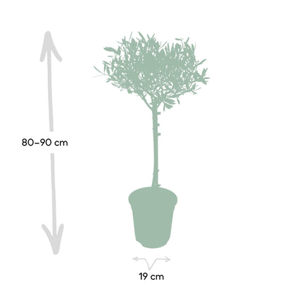 Olea - Ø19cm - ↕90cm