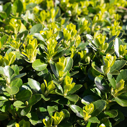 8x Euonymus japonica Green Spire - Kardinaalsmuts - Haagplanten - Groenblijvend - Groen - Pot 9cm - Hoogte 20-25cm