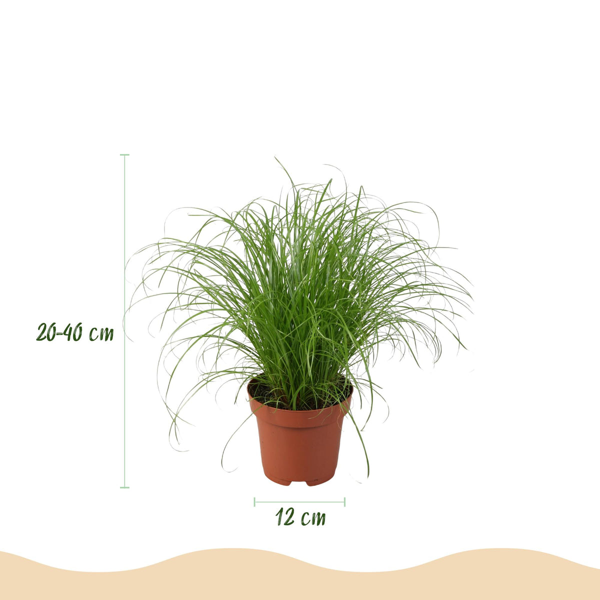 Kamerplant - Chlorophytum - Cyperus - Phlebodium - Marantha - Mix van 4 - Huisdiervriendelijke Planten - Groen - 4 Planten - met Potter Grijs - Pot 12cm - Hoogte 25cm