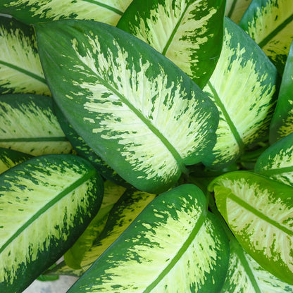 Kamerplanten - Diefenbachia Tropic Snow - Dieffenbachia - Weinig onderhoud - Groen - 1 Plant - met Potter Wit - Pot 21cm - Hoogte 90-100cm