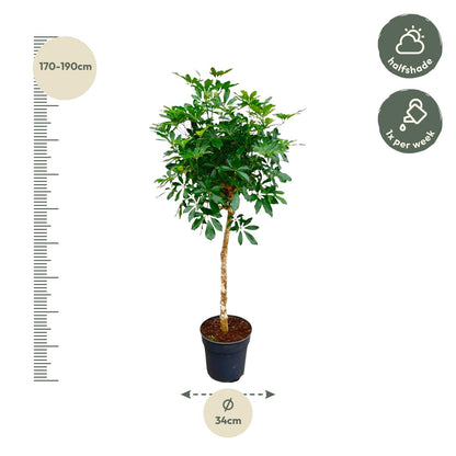 Schefflera op stam - 170cm - ø30