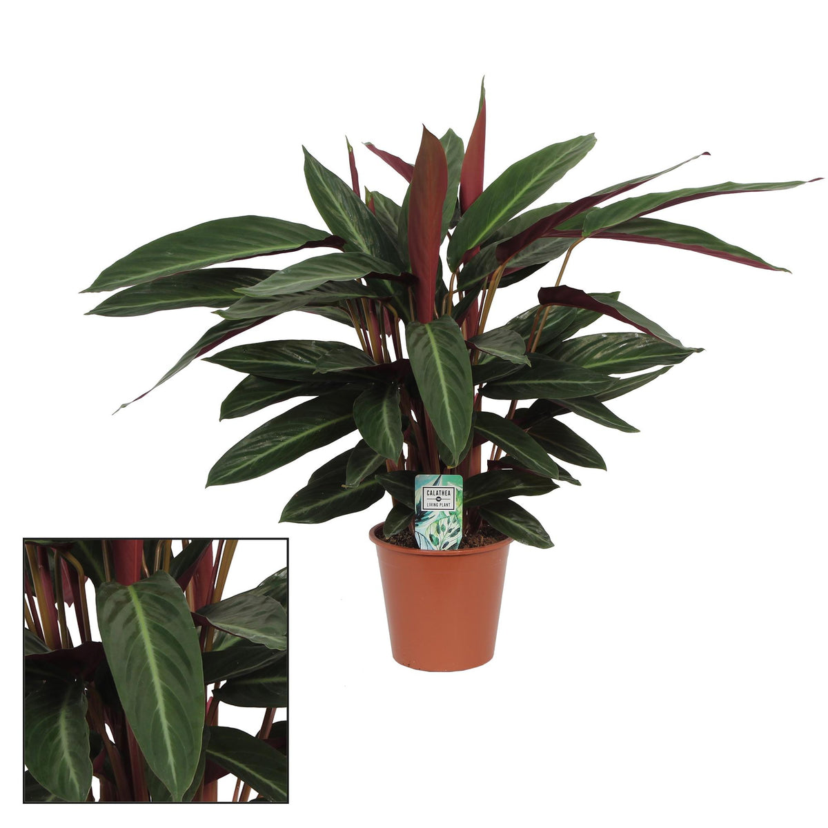 Calathea  Stripestar Living - Ø17 ↕65