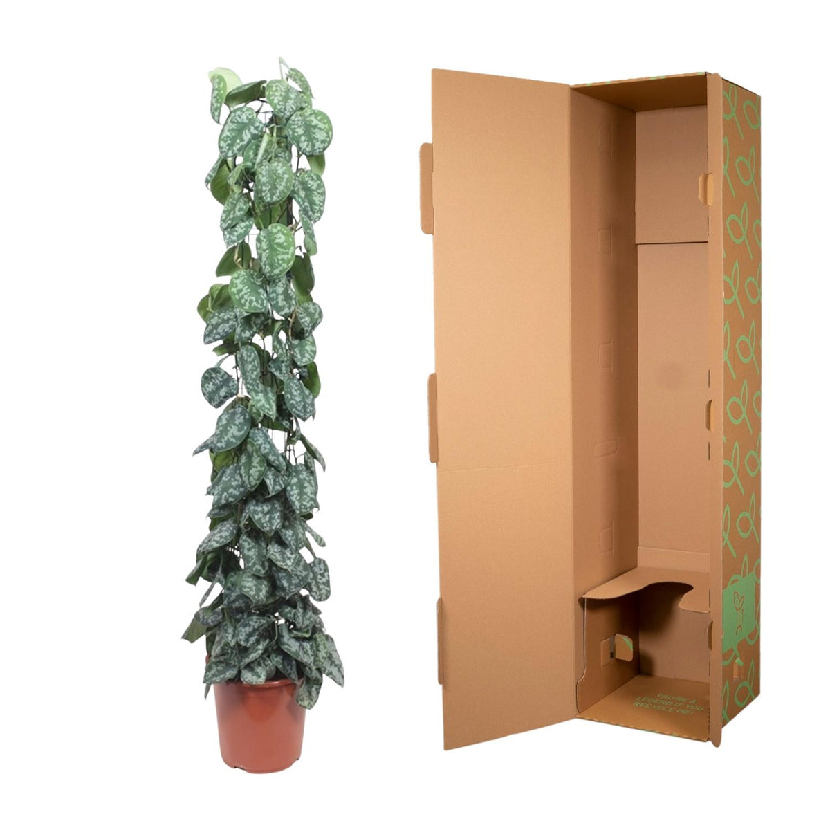 Scindapsus Pictus Trebie gaasrek - 160 cm - ø27