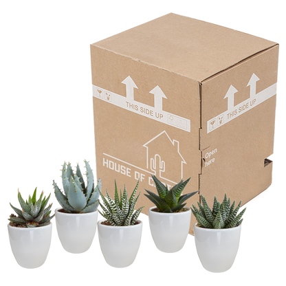 Gasteria/Haworthia mix 5,5cm - in witte pot - 5x