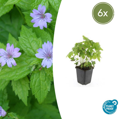 6x Geranium nodosum - ↕10-25cm - Ø9cm