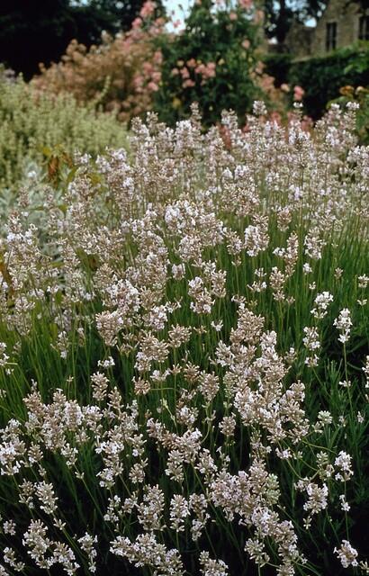 12x Lavandula int. 'Edelweiss' - ↕10-25cm - Ø9cm