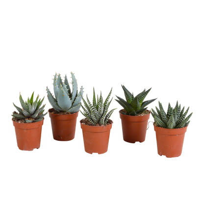 Gasteria/Haworthia mix 5,5cm - zonder pot - 5x