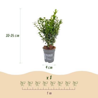 40x Buxus sempervirens - Palmboompje - Haagplanten - Groenblijvend - Groen - Pot 9cm - Hoogte 20-25cm