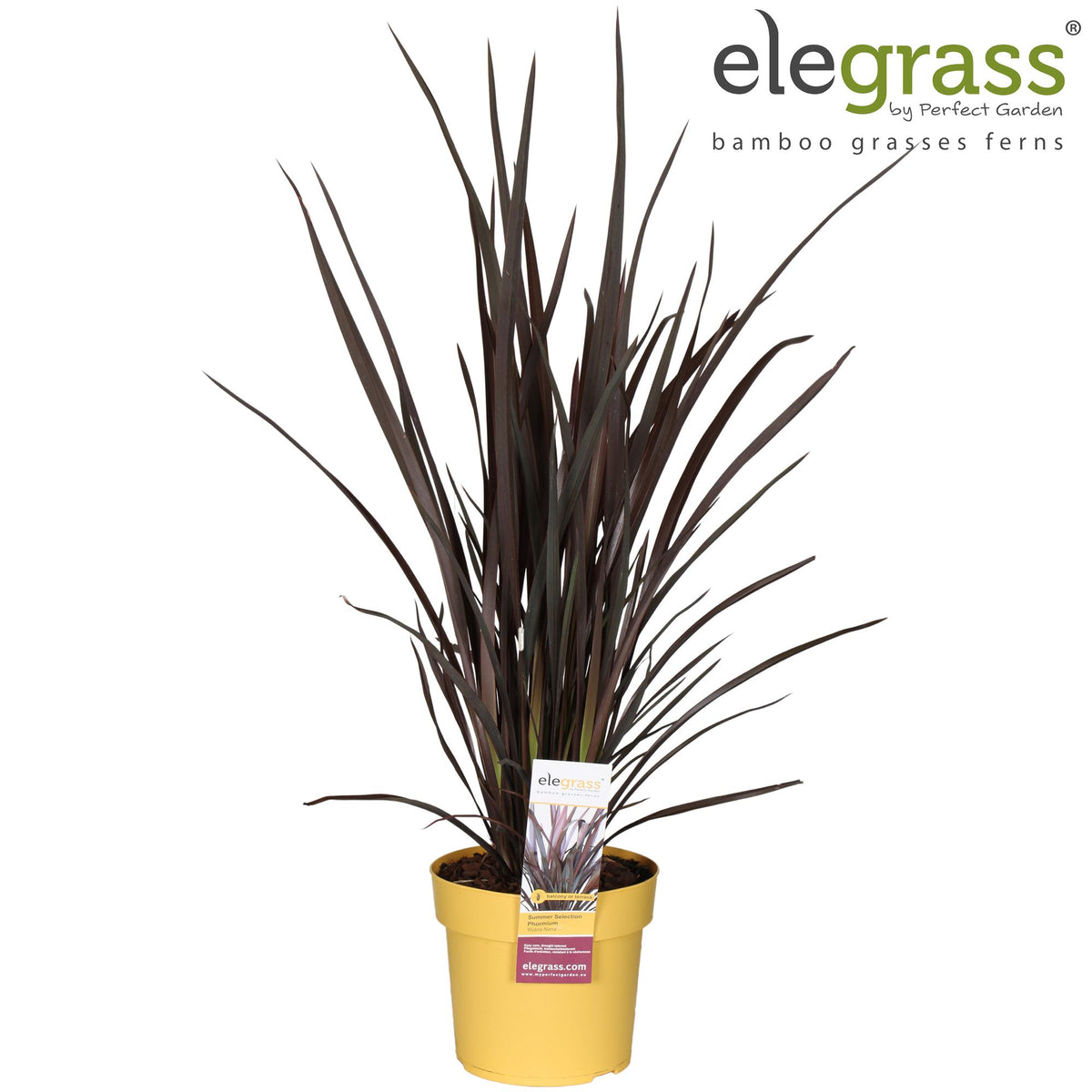 Phormium Rubra Nana - Ø19cm - ↕70cm