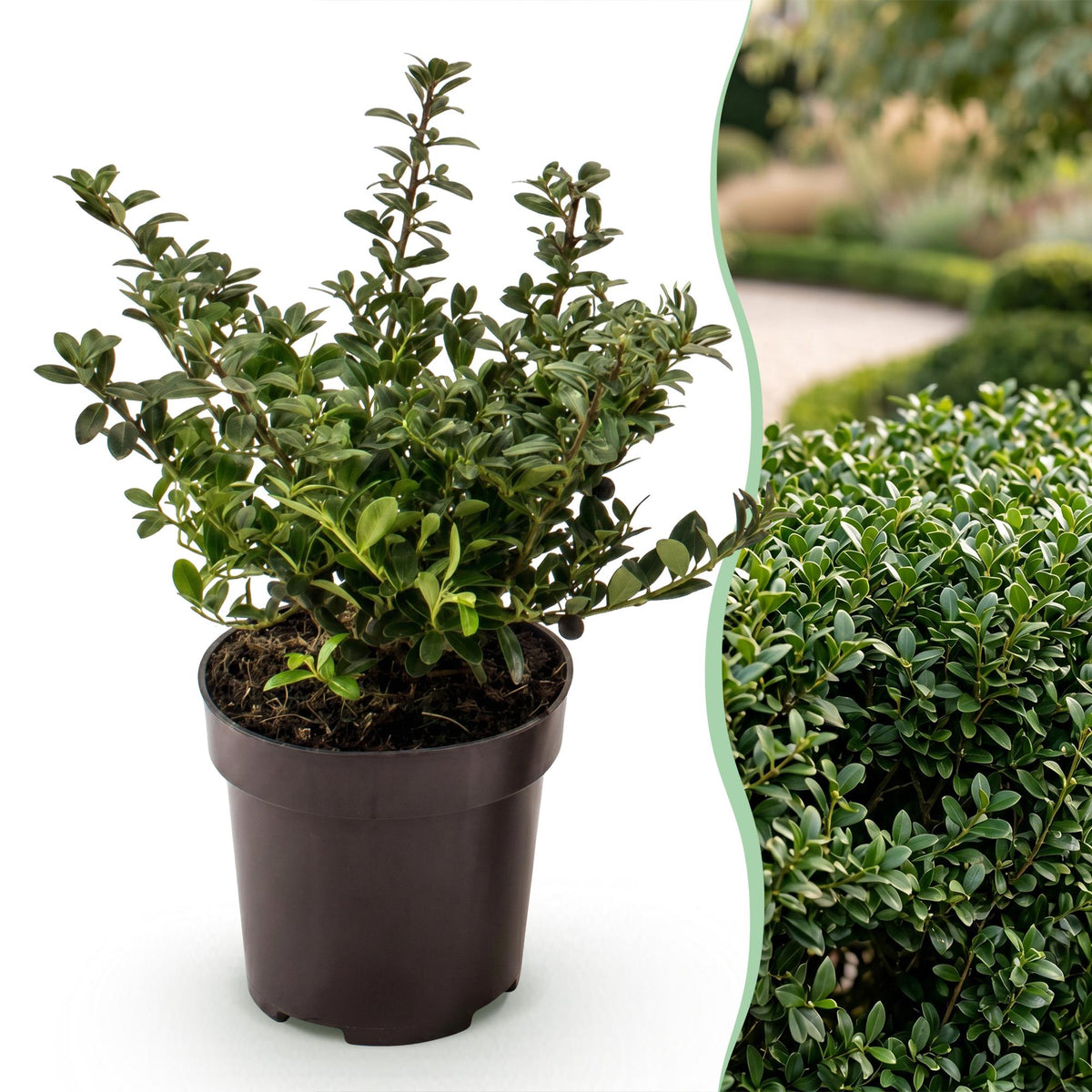 16x Ilex crenata Stokes - Japanse Hulst - Haagplanten - Groenblijvend - Groen - Pot 9cm - Hoogte 20-30cm