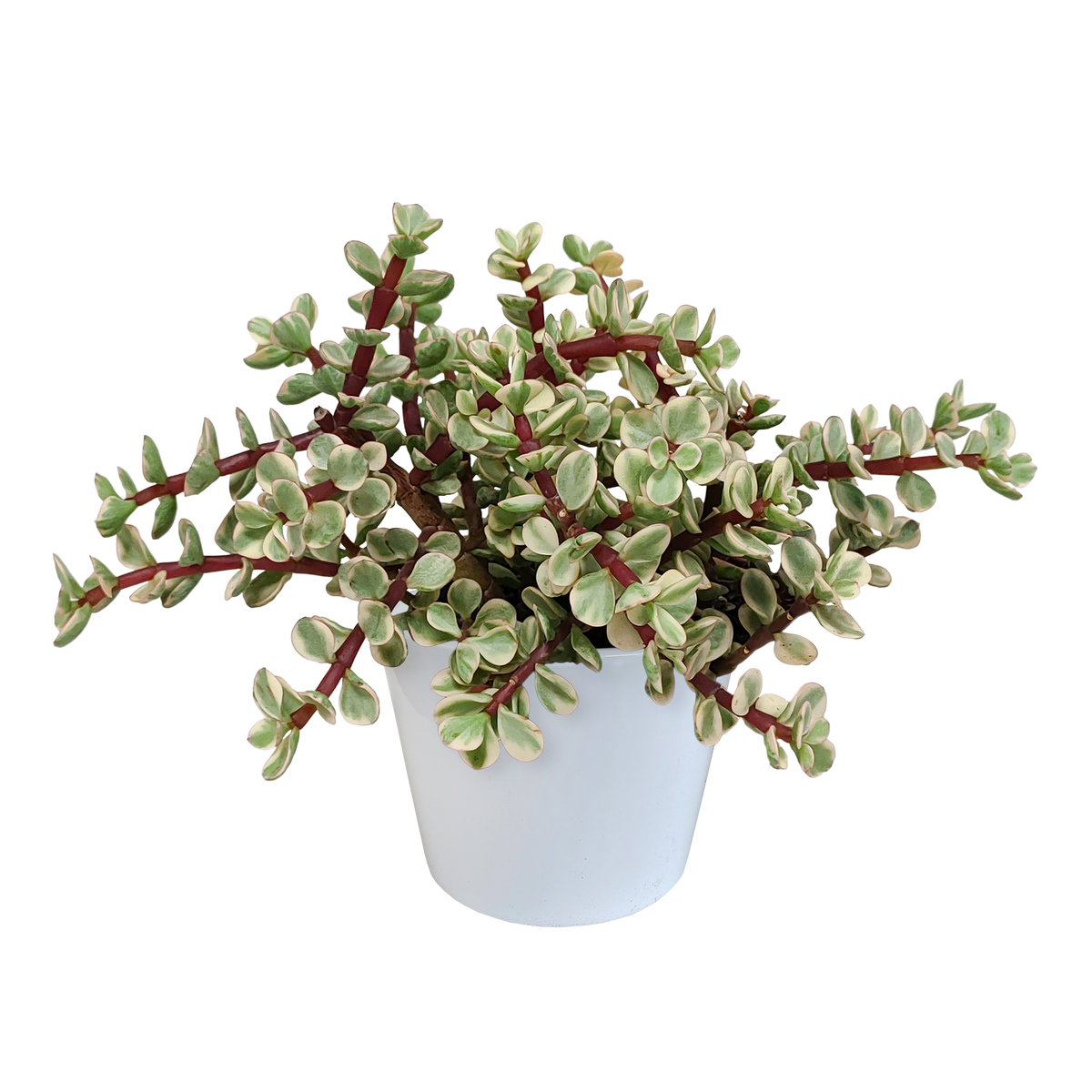 Portulacaria afra Variegata 10,5cm - in witte pot
