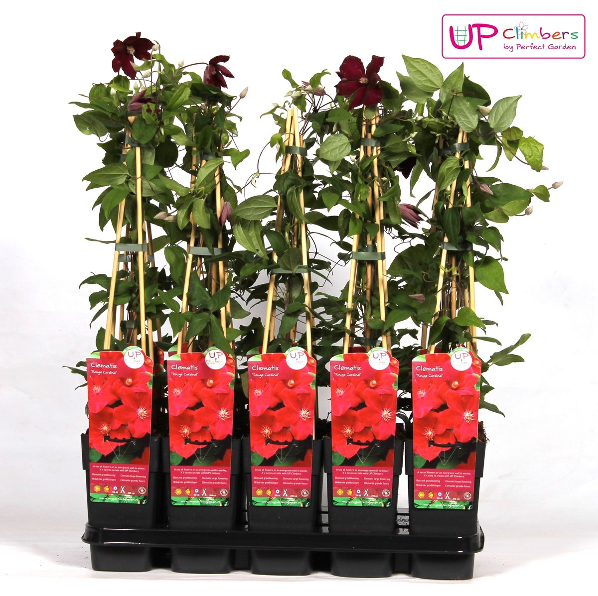 Clematis Hagley Hybrid - Clematis Rood - Ø15cm - ↕65cm