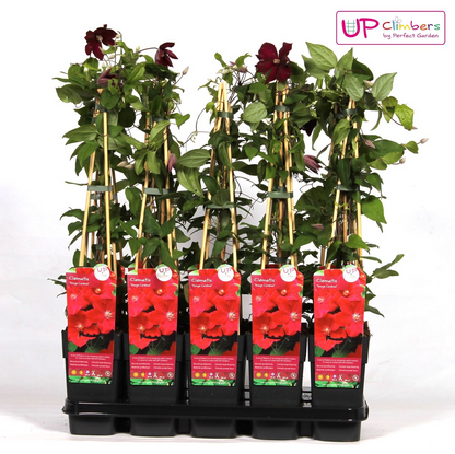 Clematis Hagley Hybrid - Clematis Rood - Ø15cm - ↕65cm