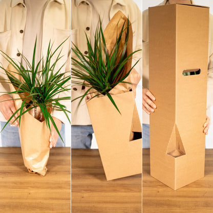 Clusia Rosea Princess - Ø17cm - ↕60cm