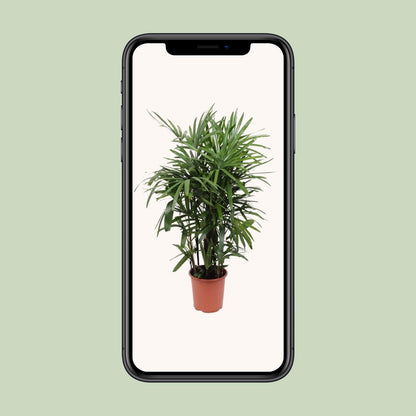 Rhapis Excelsa - Ø27cm - ↕120cm